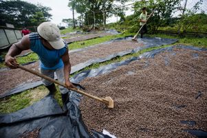 Culture du Cacao au Nicaragua