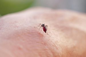 Le chikungunya se transmet via le moustique-tigre. Mayotte est passé en phase épidémique, lundi 2 juin 2025, a indiqué Santé publique France.