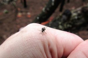 Santé Publique France a souligné mercredi 9 avril 2025 que l’épidémie de chikungunya à La Réunion était « généralisée et majeure ». (Photo d’illustration)