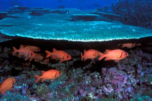 Donald Trump a donné le feu vert jeudi 17 avril 2025 pour la reprise de la pêche commerciale dans le Pacific Remote Islands Marine National Monument, l’un des plus vastes sanctuaires marins protégés et abritant de nombreuses espèces menacées.