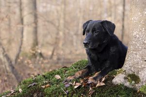 Chien beauceron (Berger de Beauce) noir et feu, couché sur la mousse, en forêt. 
